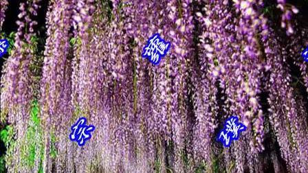 紫藤萝瀑布朗读视频,朗读视频中的诗意流淌
